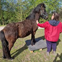 Profilbild Horse-design (Una)