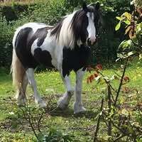 Profilbild