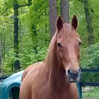 Profilbild Lenssen