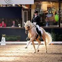 Profilbild Reitponygestüt Aspel