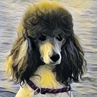 Profilbild