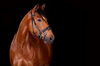 Profilbild Die Schatzkiste für Pferd & Reiter